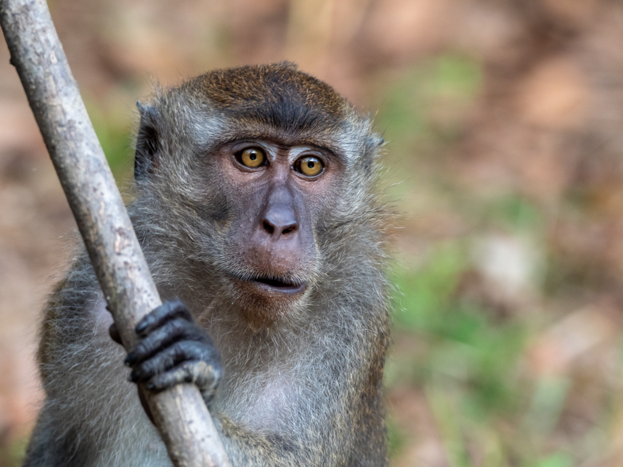 Long tail Macaque